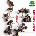 Changbaishan Wild Ant Extract Best price for you